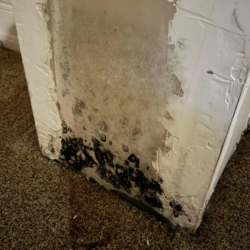 Professional Mold Removal in London, CA